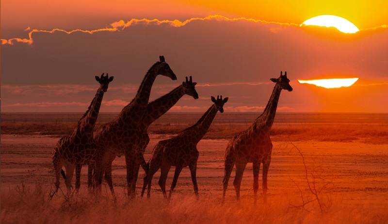 Die Safari in Afrika ist ein nachhaltiges Erlebnis – wer sollte diese Bilder wieder aus dem Kopf bekommen?  ( Foto: Shutterstock- Michael Wick)